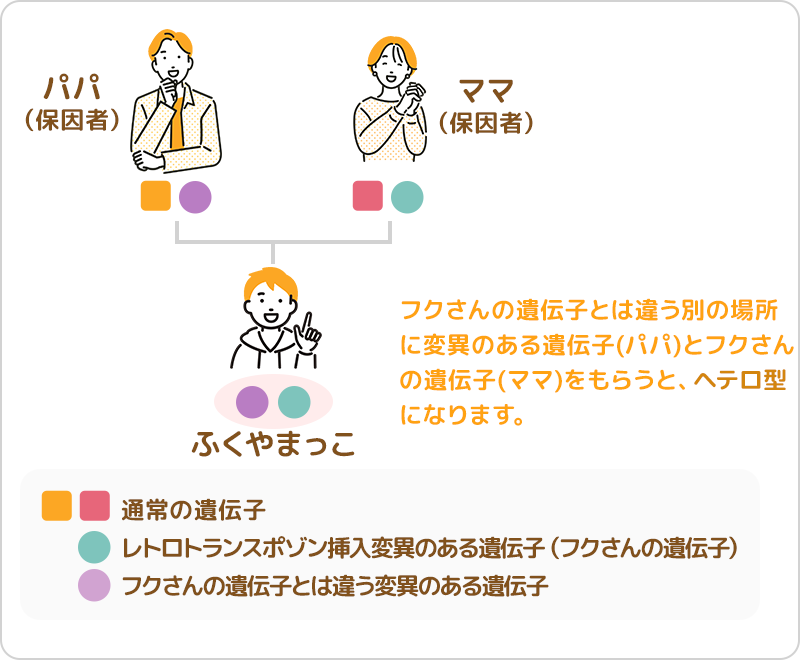 ②ヘテロ型(レトロトランスポゾン挿入変異のヘテロ接合)
