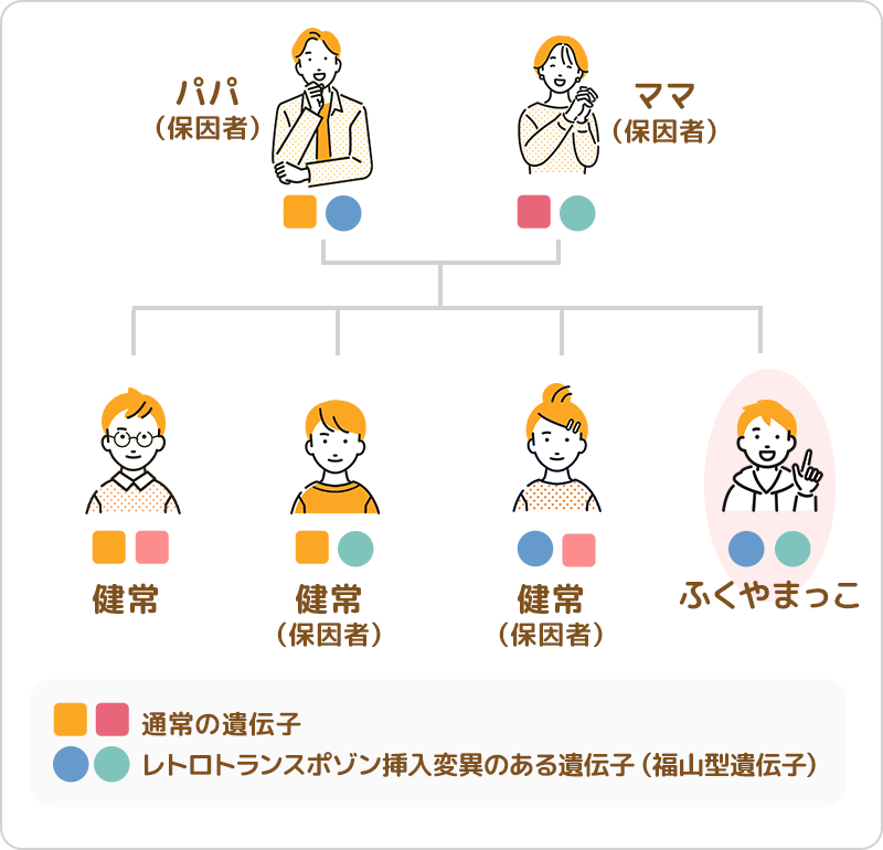遺伝の仕組み