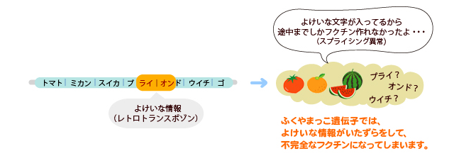 ふくやまっこのフクチン遺伝子