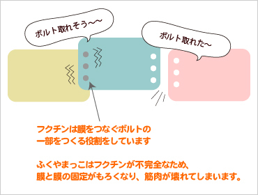 筋細胞は、基底膜と細胞膜という2枚の膜からなっています。